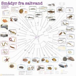 Bestemmelsesdug saltvand