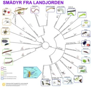 Bestemmelsesdug - smådyr landjorden