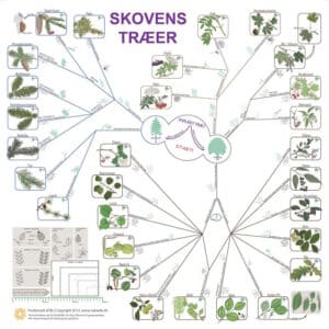 Bestemmelsesdug - skovens træer