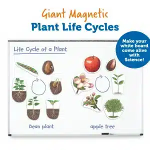 Billeder af plantens udvikling på magnetfolie og velegnet til undervisning på Whiteboard