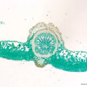 Mikroskopiske præparater: Angiospermer - Bøgeblad, skygge og lys