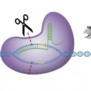 Illustration af DNA type 2-diabetes ved hjælp af CEISPR CAS9: saks, der klipper DNA inde i et protein, mus til højre.