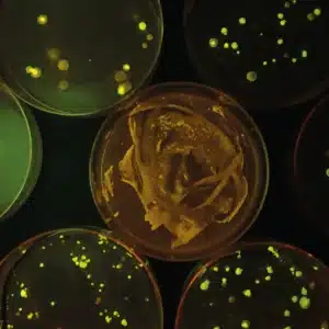 Syv petriskåle med PCR GFP-transformeret gær lyser grønt og gult på agar, set ovenfra i dæmpet belysning.