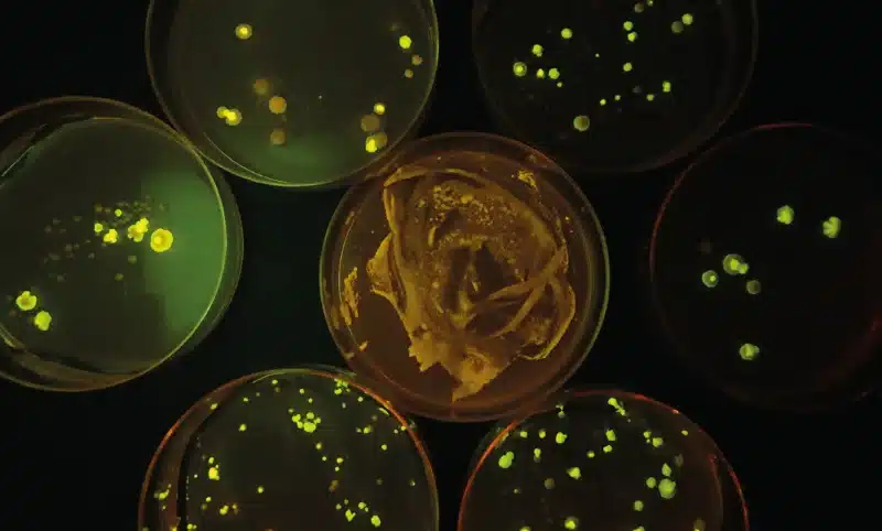 Syv petriskåle med PCR GFP-transformeret gær lyser grønt og gult på agar, set ovenfra i dæmpet belysning.