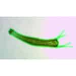 Amøber fra "Mikroskopiske præparater: Hvirvelløse dyr - Amøber" ses under et mikroskop på en lys baggrund.