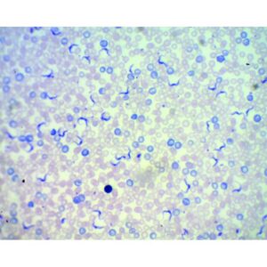 Mikroskopisk billede af Hirudo medicinalis-celler farvet blå og lilla, præpareret på objektglas: Mikroskopiske præparater - Hvirvelløse dyr.