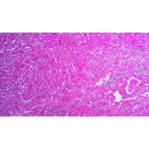 Mikroskopiske præparater: Udskillelsessystemet - Nyre fra rotte