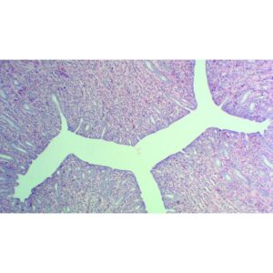 Mikroskopiske præparater: Histologi af hvirveldyr - Livmoder før brunst