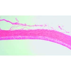 Mikroskopiske præparater: Histologi af hvirveldyr - Nethinde (rotte)