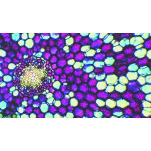 Mikroskopiske præparater: Angiospermer - Irisblad med  stomota, astra safrarin blå