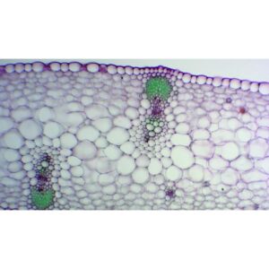 Mikroskopiske præparater: Angiospermer - Irisblad med  stomota