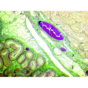 Mikroskopiske præparater: Histologi af hvirveldyr - Spermatogenese (kanin)