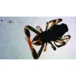 En culex-myggelarve ses under et mikroskop mod en hvid baggrund.