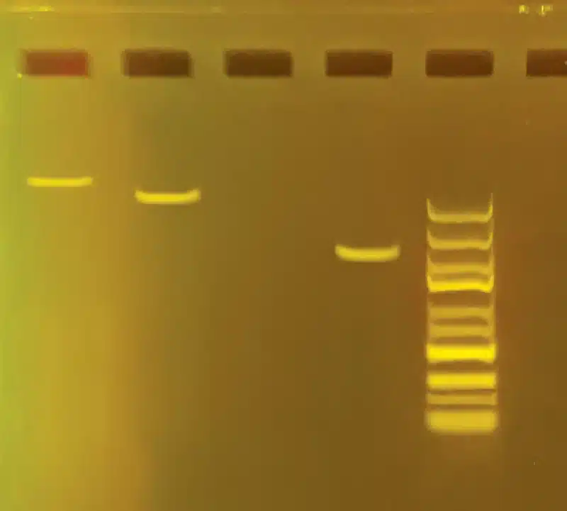 En gelelektroforese viser PCR GFP-transformeret gær DNA-bånd med en DNA-stige til højre som reference.