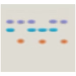 bioteknologi kit Hvem har efterladt DNA?