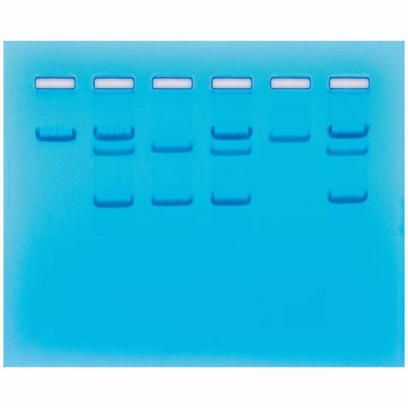 107901-seglcelle-2 - LabDidakt.dk EDVOTEK® 116 seglcelleanæmi DNA-detektion undervisningskit