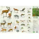 Skoven, Smådyr mfl - foldetavle: Illustrerede skovdyr, fugle & spor med dansk tekst og beskrivelser til højre.