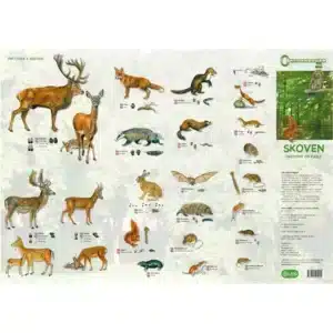 Skoven, Smådyr mfl - foldetavle: Illustrerede skovdyr, fugle & spor med dansk tekst og beskrivelser til højre.