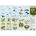 Skoven, Planter - foldetavle er et dansk kort med illustrationer af skovens dyr: insekter, krybdyr, padder, fugle og pattedyr.