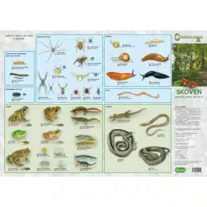Skoven, Planter - foldetavle er et dansk kort med illustrationer af skovens dyr: insekter, krybdyr, padder, fugle og pattedyr.