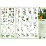 Et foldet kort, Kyst og Hav, Bløddyr mfl, med mærkede illustrationer af forskellige kyst- og havbløddyr.