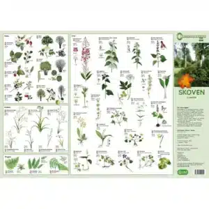 Et foldet kort, Kyst og Hav, Bløddyr mfl, med mærkede illustrationer af forskellige kyst- og havbløddyr.