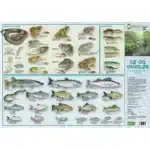 Kyst og Hav, Fugle - foldetavle" er et dansk kort, der viser kyst- og havfugle med billeder og markerede afsnit.