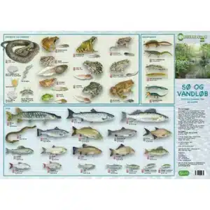 Kyst og Hav, Fugle - foldetavle" er et dansk kort, der viser kyst- og havfugle med billeder og markerede afsnit.