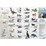 Skoven, Pattedyr og Fugle - foldetavle viser mærkede billeder af kyst- og havfugle mod en baggrund af strandlinje.