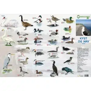 Skoven, Pattedyr og Fugle - foldetavle viser mærkede billeder af kyst- og havfugle mod en baggrund af strandlinje.