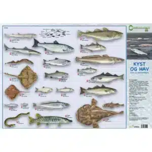 Et udfoldeligt kort, "Kyst og Hav, Fugle", med mærkede illustrationer og navne på kyst- og havfuglearter.