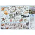 En dansk folde-ud-plakat, "Sø og Vandløb, Insekter mfl", har mærkede illustrationer af vandinsekter og damliv.