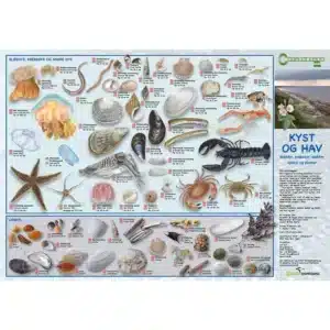 En dansk folde-ud-plakat, "Sø og Vandløb, Insekter mfl", har mærkede illustrationer af vandinsekter og damliv.