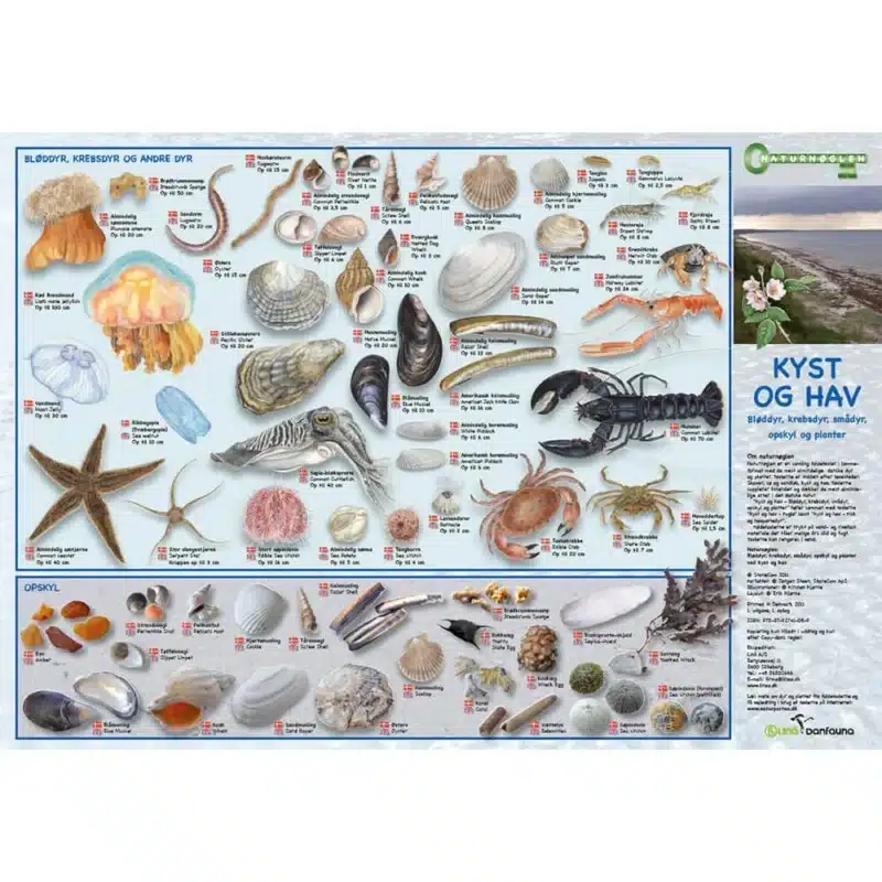 En dansk folde-ud-plakat, "Sø og Vandløb, Insekter mfl", har mærkede illustrationer af vandinsekter og damliv.