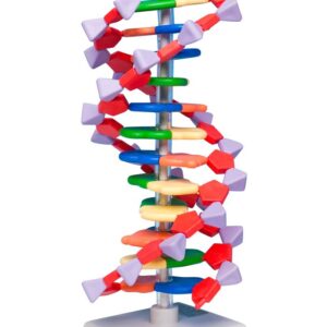 DNA & RNA modeller