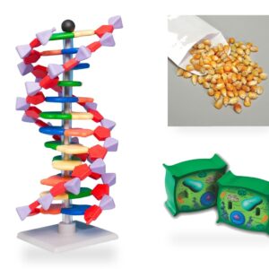 Genetik, celler & evolution