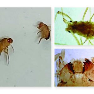 Insekter & hvirvelløse dyr